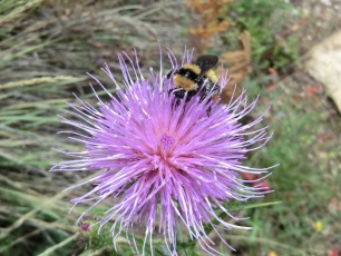 1208 Thistle and Bee