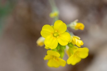 1503 Bladderpod Mustard Flower
