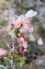 1502 Fairy Duster and Butterfly