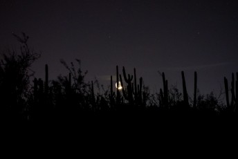 1503 Moon in the Saguaro.ARW